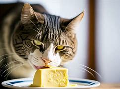 Image result for Eating Butter