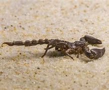 Image result for Arizona Bark Scorpion Sting Treatment