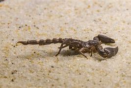 Image result for Sting Scorpion Animal