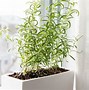 Image result for Rosemary Planters