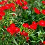 Image result for Red Perennials