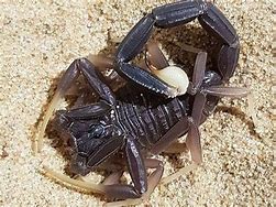 Image result for Black Death Scorpion