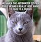 Image result for Funny Cats and Coffee