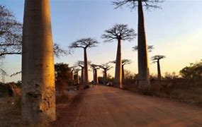 Image result for avenue of the baobabs