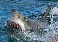 Image result for Great White Shark Attacks Girl