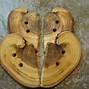 Image result for Red Cedar Wood Uses