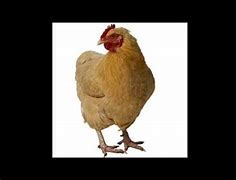 Image result for Chicken Sound Effect