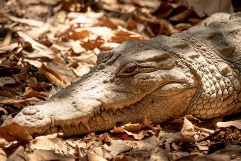 Significant Differences Between Alligators and Crocodiles