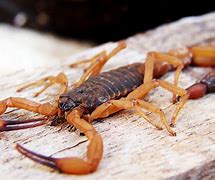 Image result for Free Scorpion Images