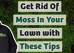 Image result for Home Depot Moss Removal