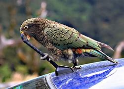 Image result for Kia the bird