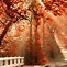 Image result for Autumn Wallpaper HD