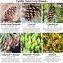 Image result for Images and Names of Different Cedar Trees