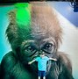 Image result for Zoos Near Me