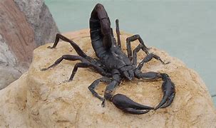 Image result for Scorpion Amazing Animals