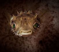 Image result for Funny Fish
