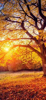 Image result for iPhone Max Wallpaper Fall