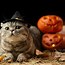 Image result for Halloween Cat Puns