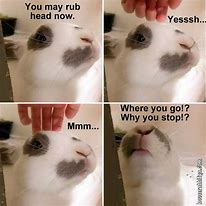 Image result for Bunny Memes