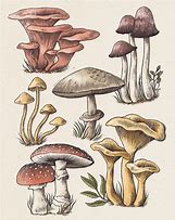 Image result for Shrooms Drawing
