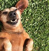Image result for Funniest Dogs