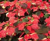 Image result for Lowe's Poinsettias Price