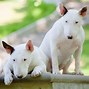 Image result for Weird Looking Dogs