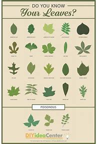 Image result for Plant Identification by Leaf