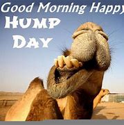 Image result for Funny Hump Day Clip Art