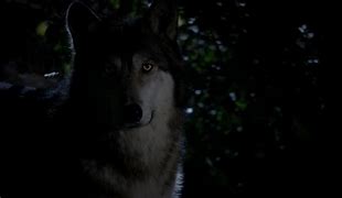 Image result for Werewolf TVD