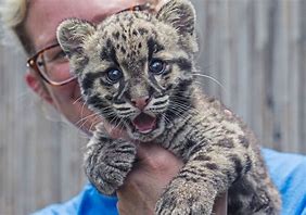 Image result for Clouded Leopard Cubs