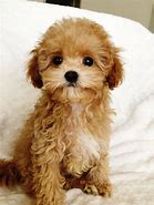 Image result for Maltipoo in a Cup