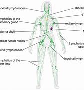 Image result for Lymph Nodes Underarm