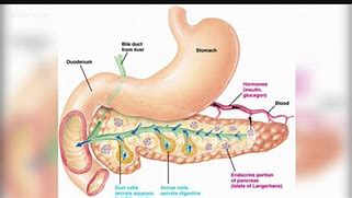 Image result for Human Pancreas Function
