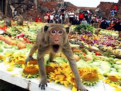 Image result for Thanksgiving Monkey