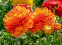 Image result for Orange Perennial Flowers