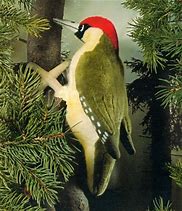 Image result for Woodpecker Plush