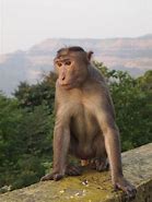 Image result for Monkey by Hill Water