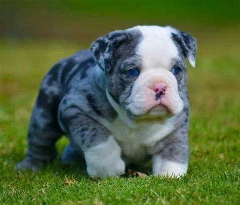 Blue merle bulldog   Piggies and pugs and cutie bulldogs   Pinterest  