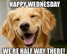 Image result for Funny Animal Wednesday Quotes