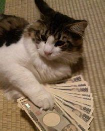 猫 大金 に対する画像結果