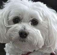 Image result for White Maltipoo Adult Dogs