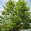 Image result for River Birch Clump 8 Feet