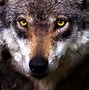 Image result for Wolf Head Stencil