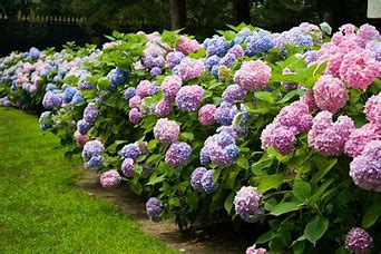 Image result for hydrangea hedge
