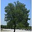 Image result for Cedar Elm Shade Tree