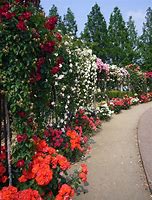 Image result for Rose Garden Park