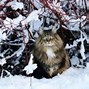 Image result for Norwegian Forest Cat Kittens Near Me