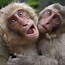 Image result for Funny Monkey PC Wallpaper