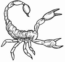 Image result for Scorpion Outline